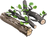 Fresh wood