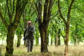 A person wearing safety equipment trims tree branches with a long pole saw.