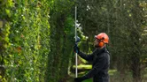 Person wearing safety equipment trims a tall hedge using a cordless telescopic hedgecutter.